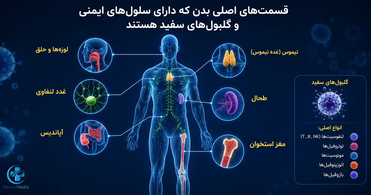 اندام‌ های اصلی سیستم ایمنی بدن شامل مغز استخوان، طحال، غدد لنفاوی، تیموس و گلبول‌ های سفید