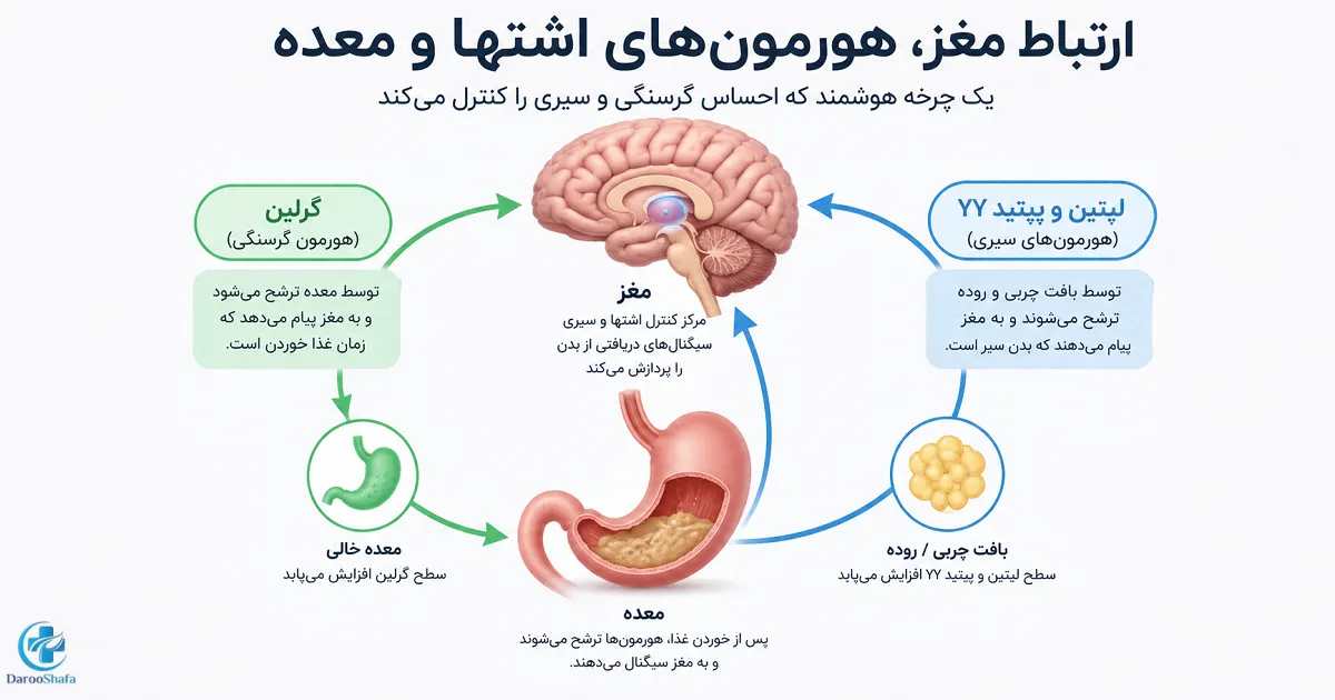 اینفوگرافیک ارتباط مغز، معده، هورمون گرلین، لپتین و پپتید YY در تنظیم اشتها و احساس سیری