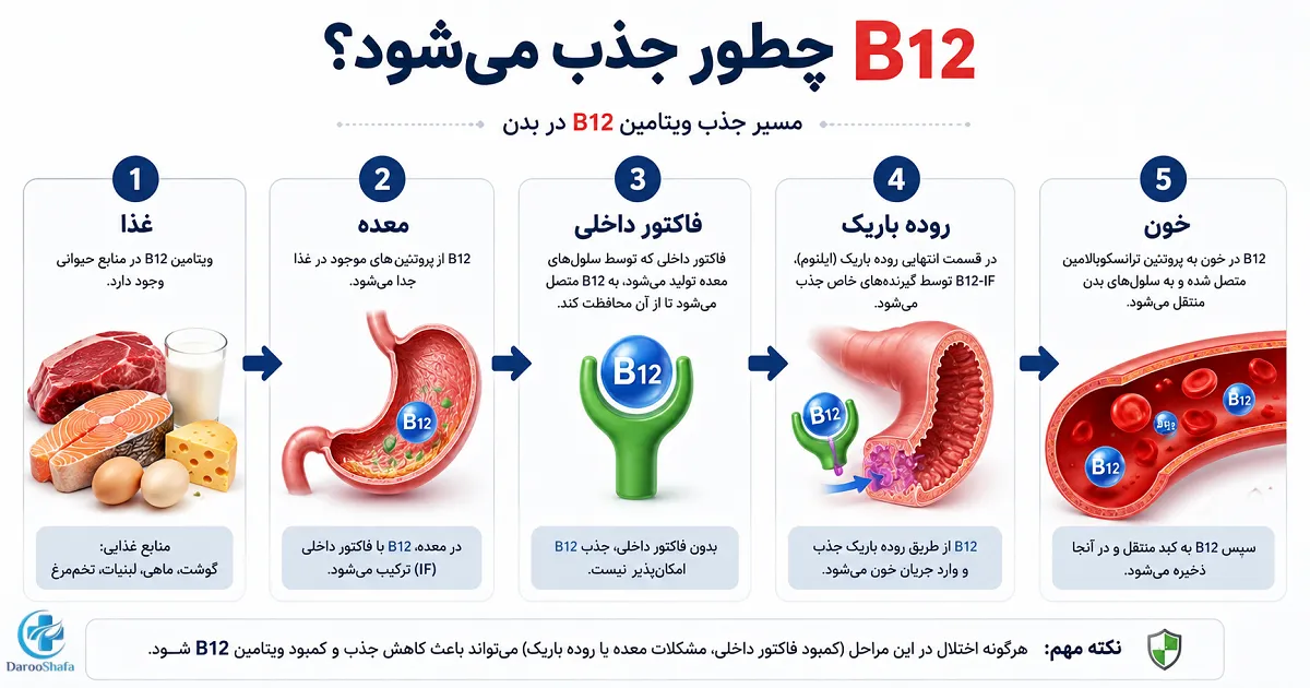 ویتامین B12 چگونه در معده و روده باریک جذب می شود؟