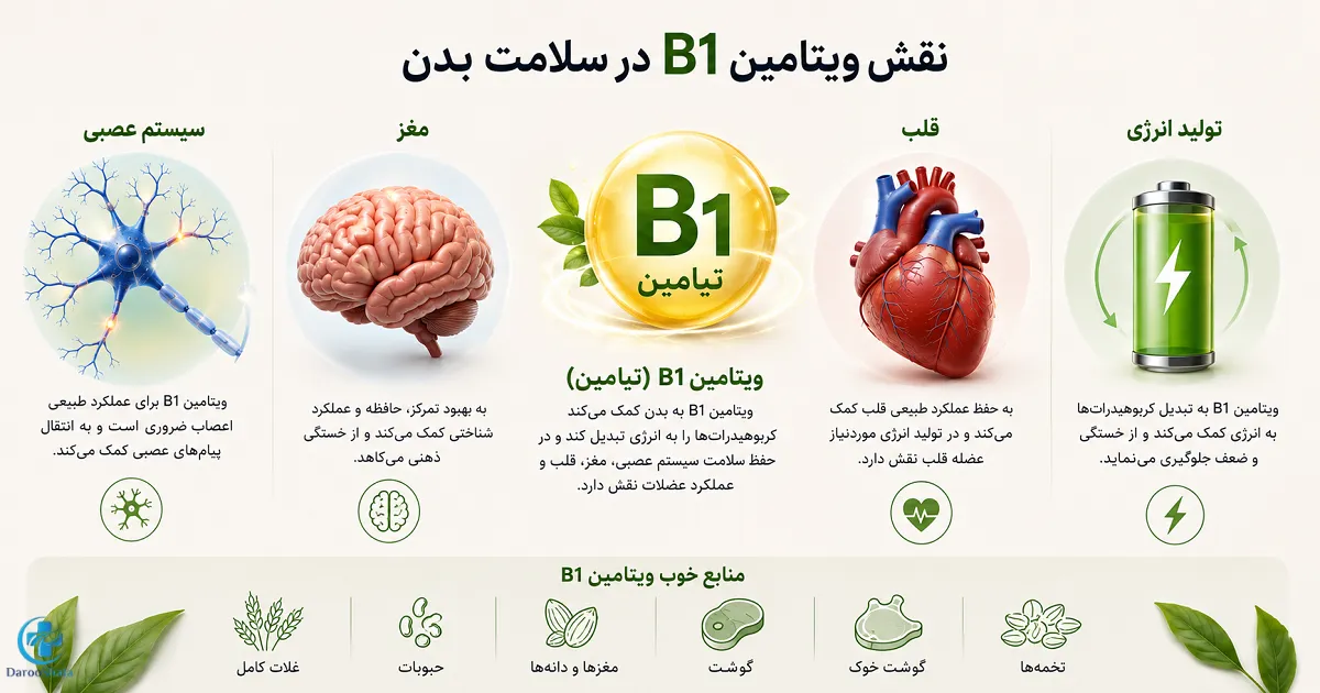 اینفوگرافیک فواید ویتامین B1 برای تولید انرژی، سیستم عصبی، مغز، قلب و عضلات