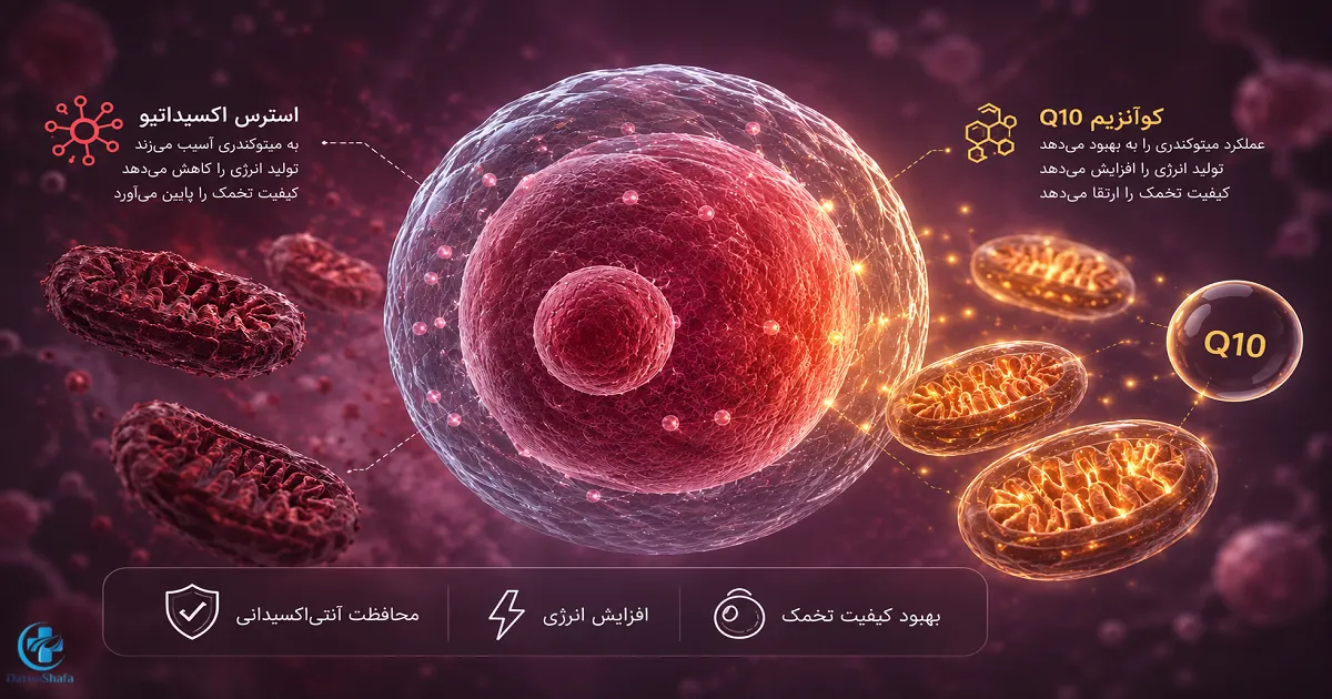 تأثیر کوآنزیم Q10 بر میتوکندری، انرژی سلولی و کیفیت تخمک