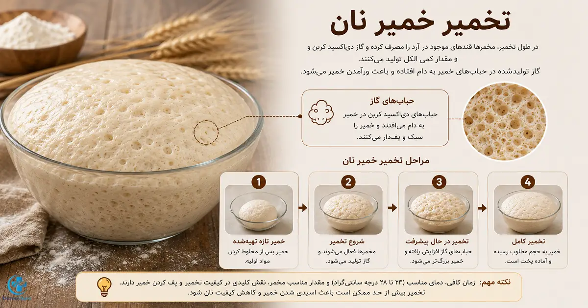 مراحل تخمیر خمیر نان و تولید حباب های گاز توسط مخمر