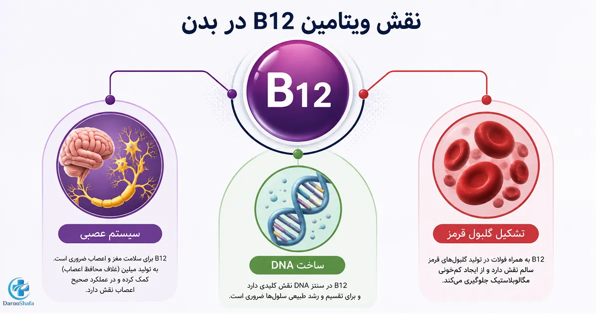 نقش ویتامین B12 در عملکرد سیستم عصبی، ساخت DNA و تشکیل گلبول های قرمز