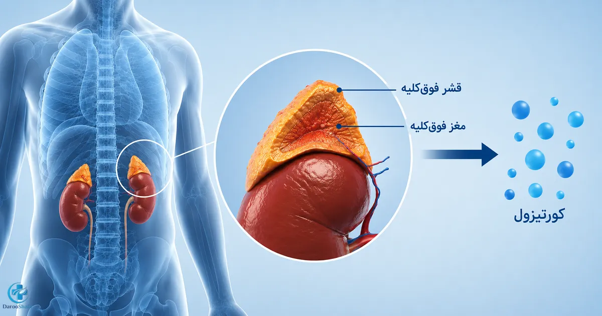 تصویر غدد فوق کلیوی و محل تولید هورمون کورتیزول در بدن