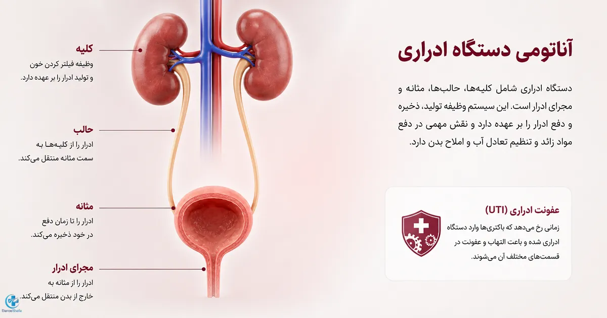 آناتومی دستگاه ادراری شامل کلیه ها، حالب، مثانه و مجرای ادرار