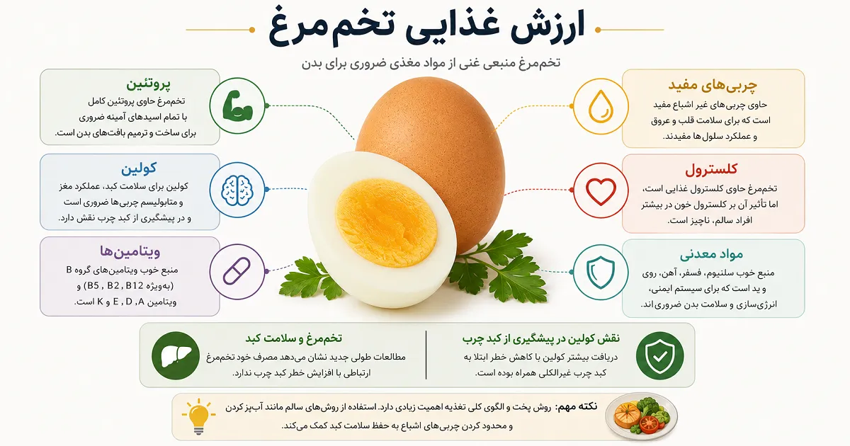 اینفوگرافیک ارزش غذایی تخم مرغ شامل پروتئین، کولین، ویتامین ها، چربی و کلسترول