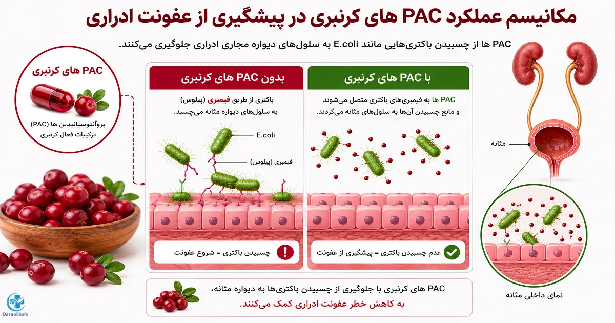 اینفوگرافیک عملکرد PAC کرنبری در کاهش چسبیدن باکتری E. coli به دیواره مثانه