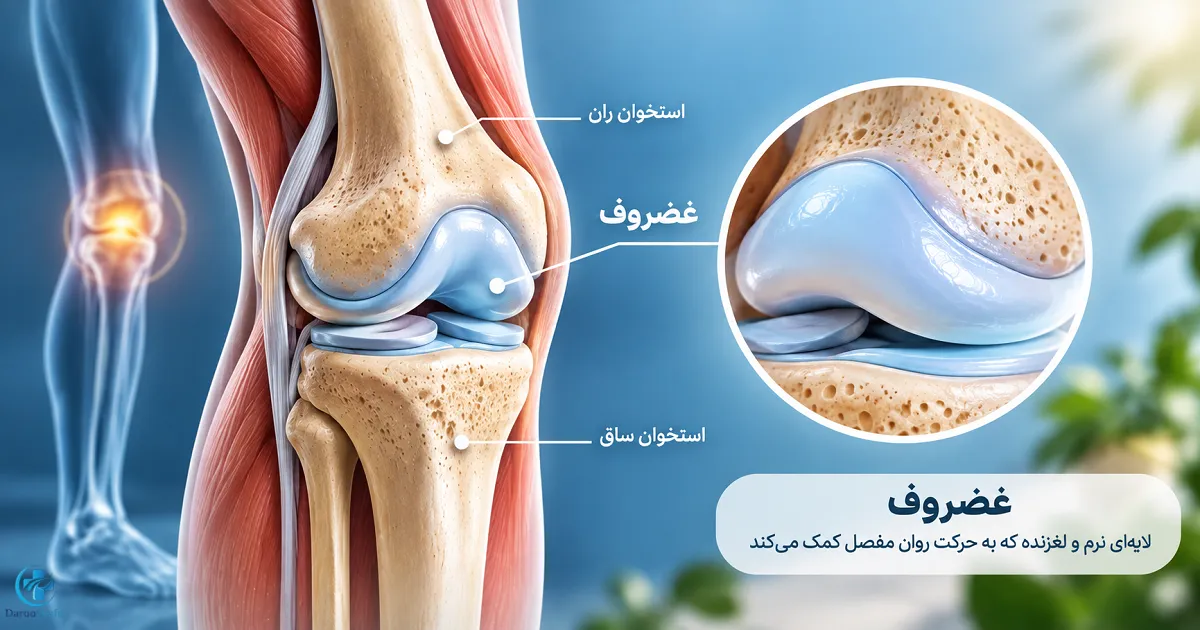 تصویر آناتومی مفصل زانو و غضروف برای آشنایی با ساختار غضروف