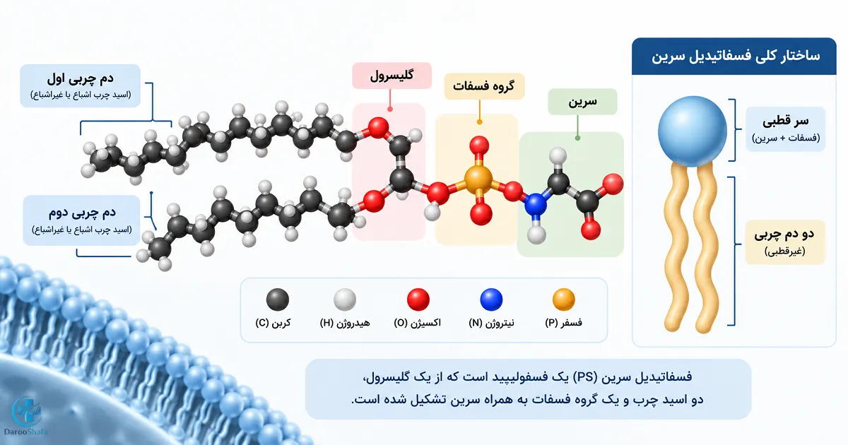 ساختار فسفاتیدیل سرین و اجزای تشکیل دهنده فسفولیپید PS