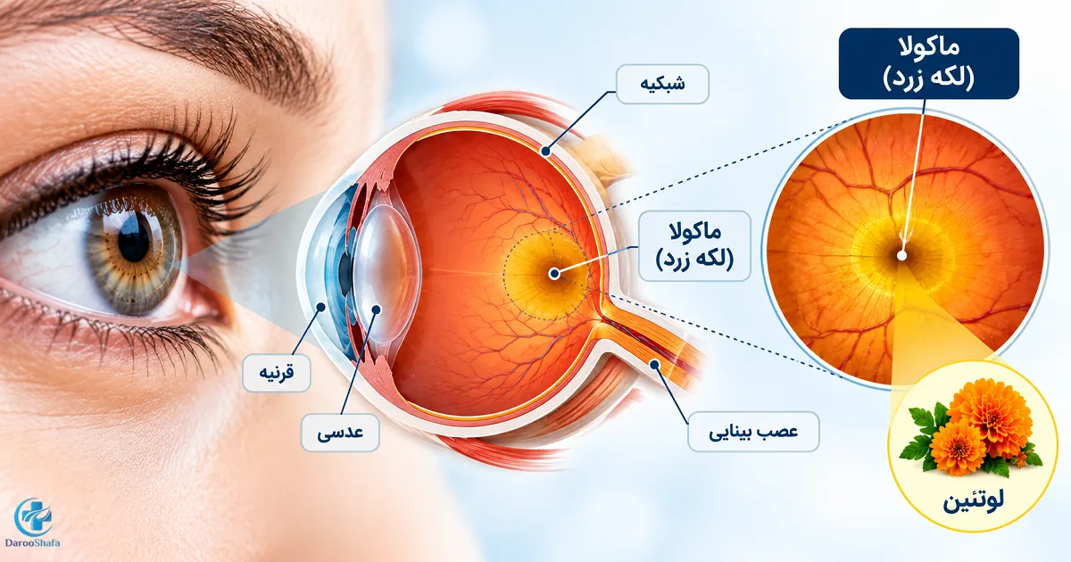 محل ماکولا در شبکیه چشم و نقش لوتئین در لکه زرد