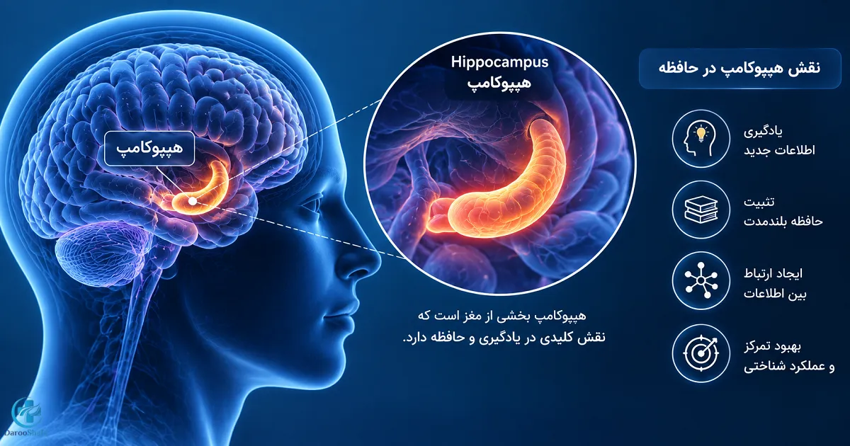 تصویر هیپوکامپ مغز و نقش آن در حافظه، یادگیری و عملکرد شناختی