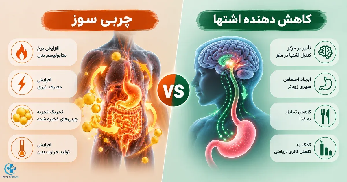 تفاوت چربی سوز و کاهش دهنده اشتها از نظر متابولیسم، مصرف انرژی، احساس سیری و کنترل میل به غذا