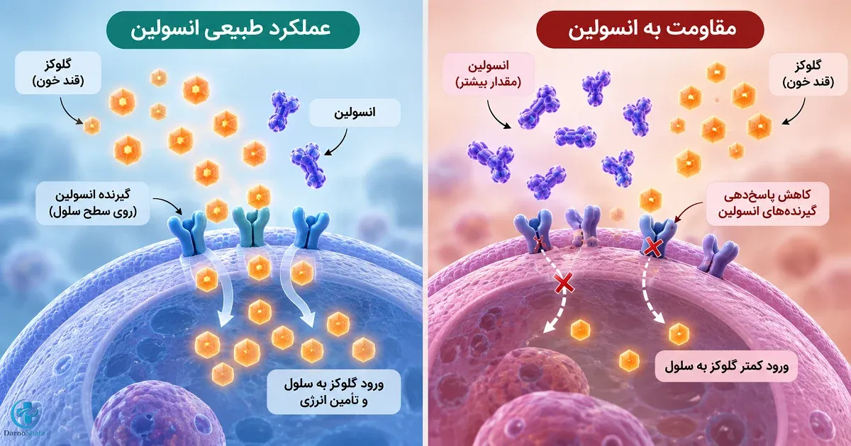 مقایسه عملکرد طبیعی انسولین با مقاومت به انسولین و کاهش ورود گلوکز به سلول